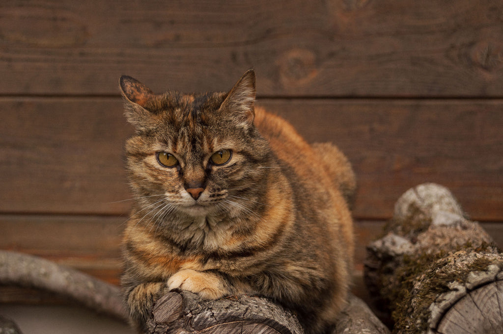 Misspent Summers Classic Logo Tee