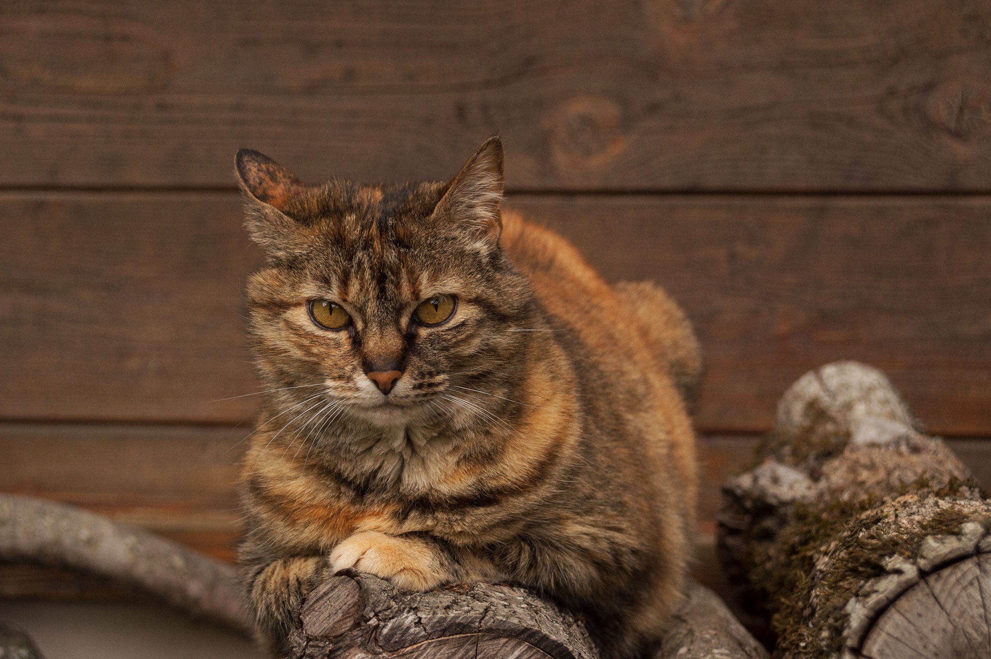 Misspent Summers Classic Logo Tee